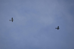 IMG_0296f