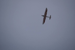 IMG_0296r